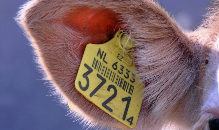 Impacto de las regulaciones gubernamentales en el uso de patinetes eléctricos