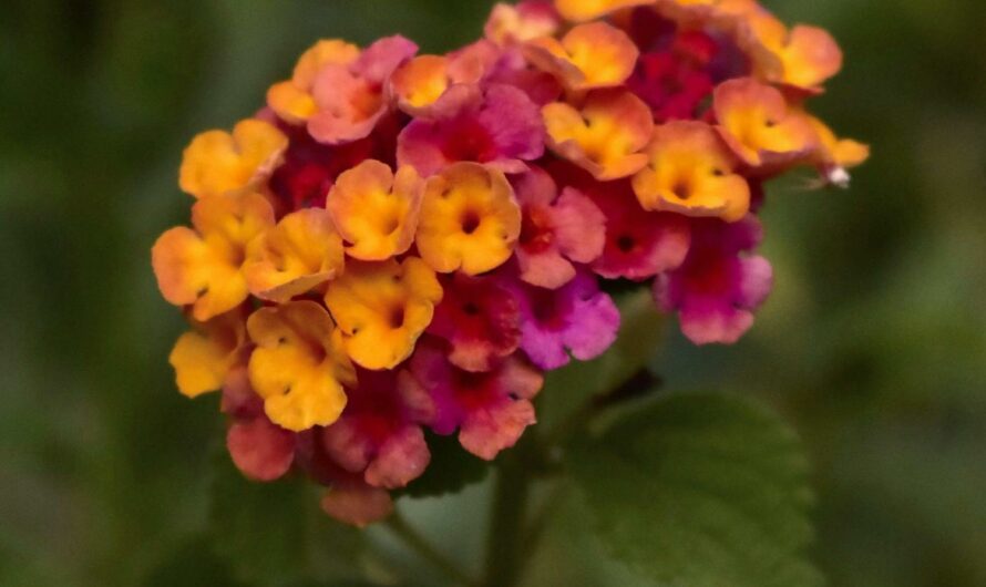 Guía para la instalación de cámaras de seguridad en tu patinete eléctrico
